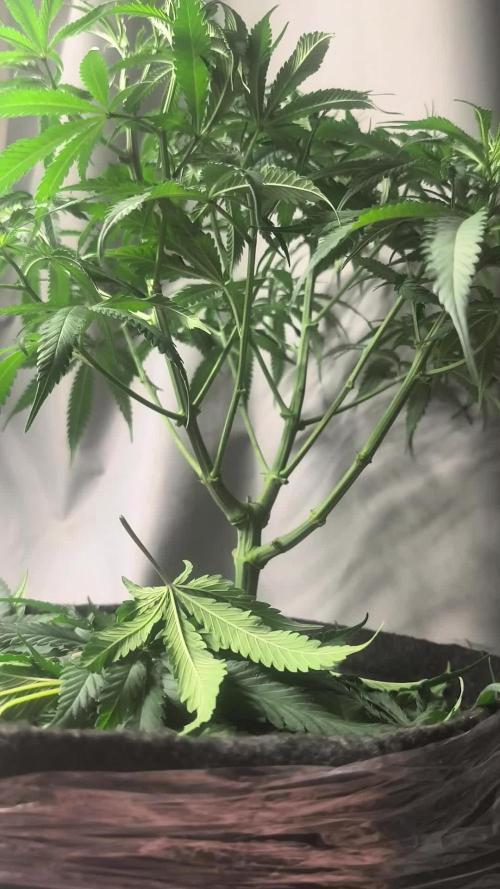 Shishka Lemonade = SLH x Shishkaberry