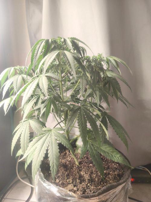 Blue Zushi = Kush Mints x Zkittlez. Week 7