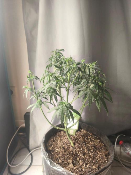 Blue Zushi = Kush Mints x Zkittlez. Week 7