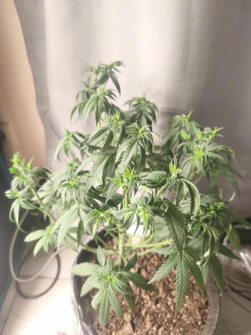 Blue Zushi = Kush Mints x Zkittlez. Week 7