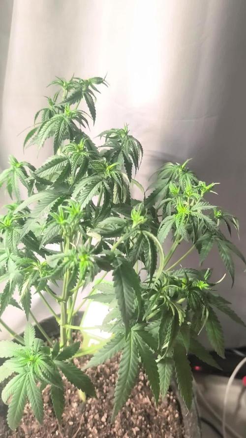 Blue Zushi = Kush Mints x Zkittlez