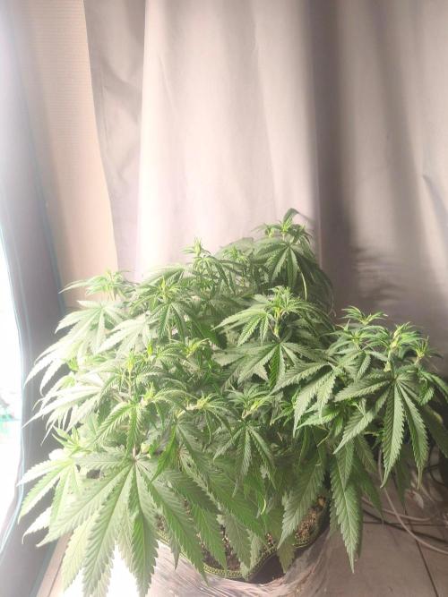 Franco's Lemon Cheese=SLH x ExodusCheese. Week 7