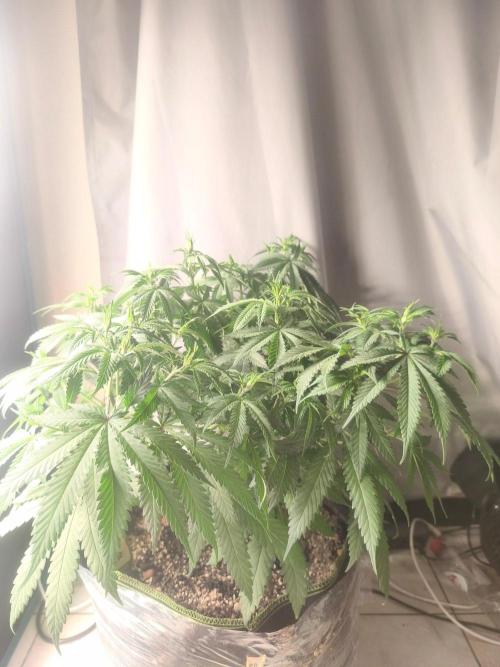 Franco's Lemon Cheese=SLH x ExodusCheese. Week 7