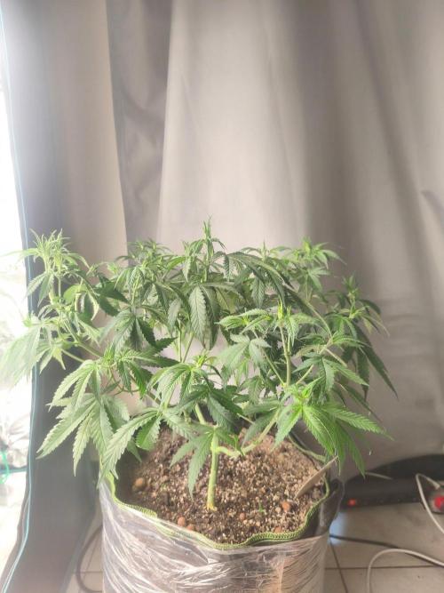 Franco's Lemon Cheese=SLH x ExodusCheese. Week 7