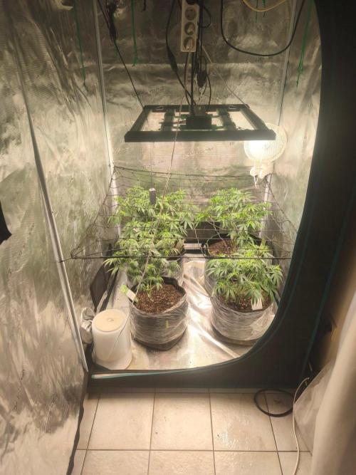 . Week 7