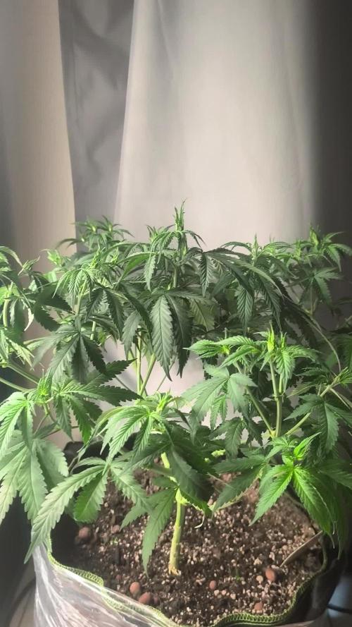Franco's Lemon Cheese=SLH x ExodusCheese
