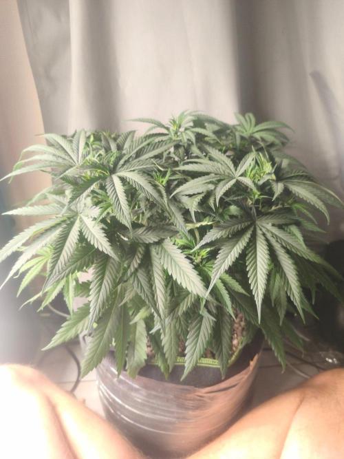 Wonder Pie = Wedding Cake x OG Kush. Week 7