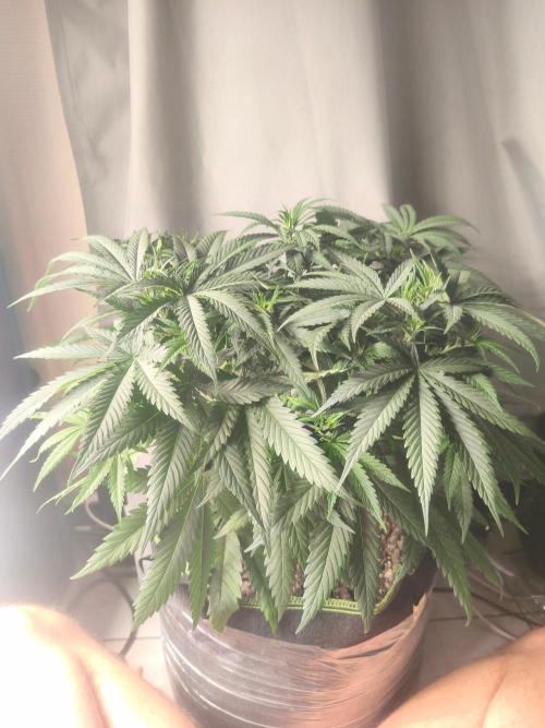 Wonder Pie = Wedding Cake x OG Kush. Week 7