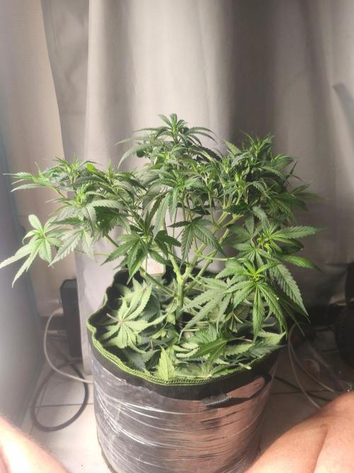 Wonder Pie = Wedding Cake x OG Kush. Week 7