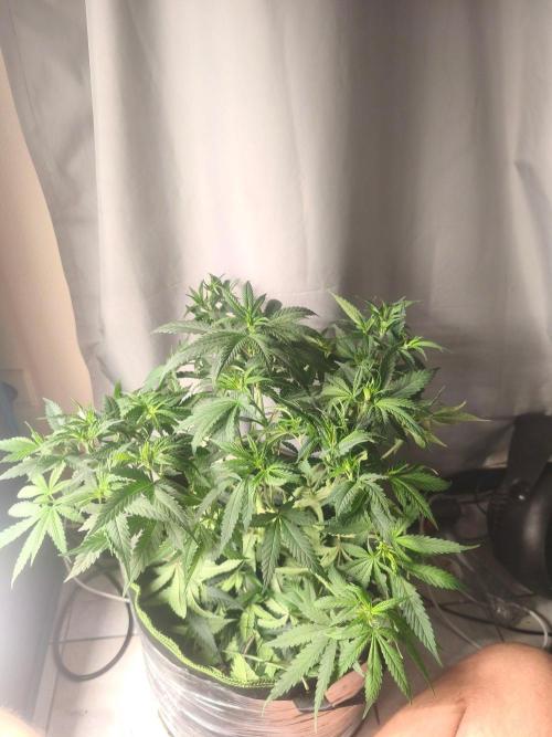 Wonder Pie = Wedding Cake x OG Kush. Week 7