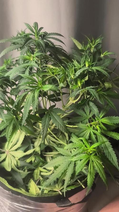 Wonder Pie = Wedding Cake x OG Kush