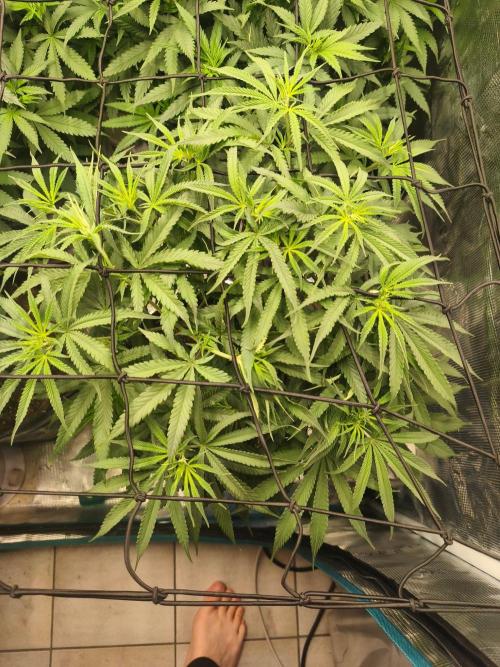 Shishka Lemonade = Air L x Shishkaberry. Week 8