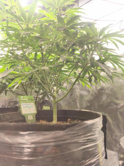 Shishka Lemonade = Air L x Shishkaberry. Week 8