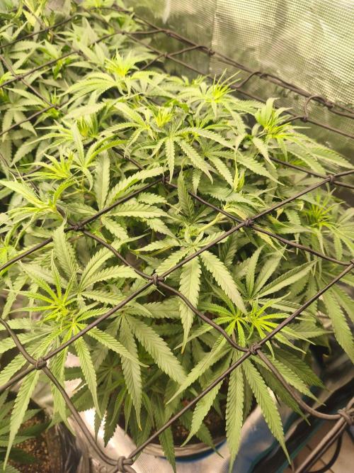 Shishka Lemonade = Air L x Shishkaberry. Week 8