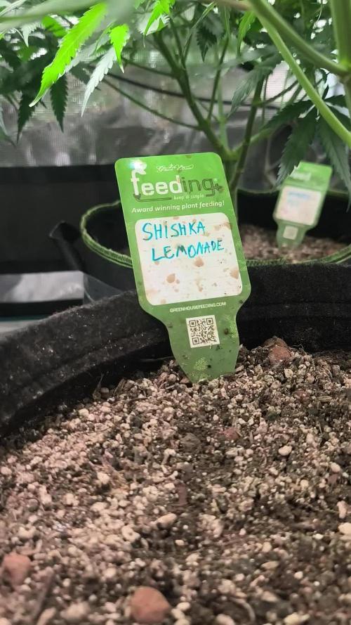 Shishka Lemonade = Air L x Shishkaberry