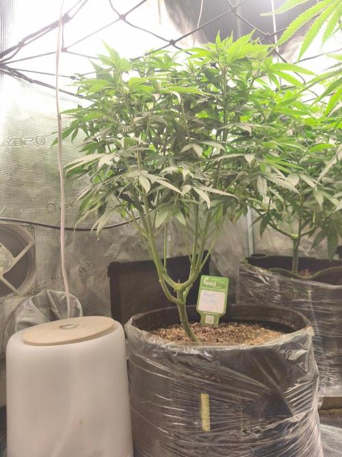 Blue Zushi = Kush Mints x Zkittlez. Week 8