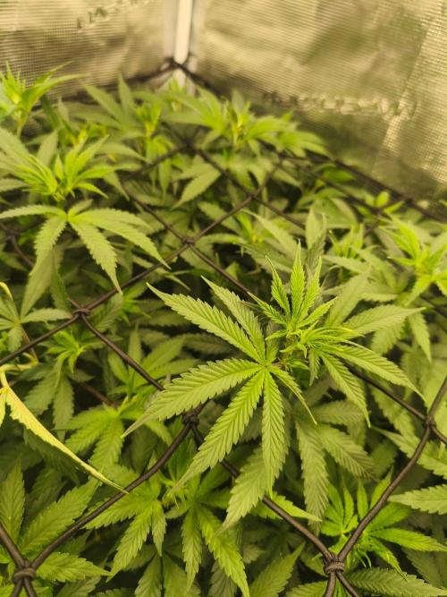 Franco's Lemon Cheese=SLH x ExodusCheese. Week 8