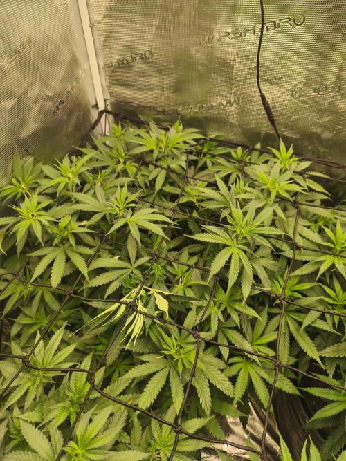 Franco's Lemon Cheese=SLH x ExodusCheese. Week 8