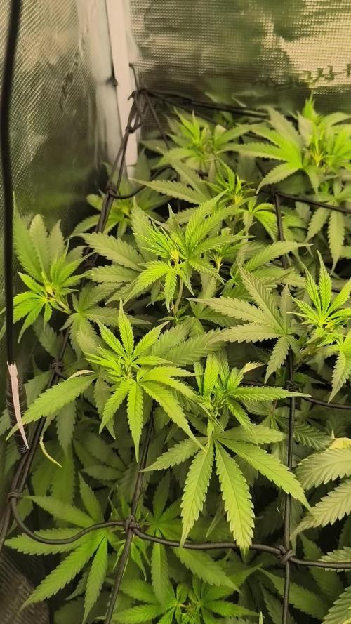 Franco's Lemon Cheese=SLH x ExodusCheese