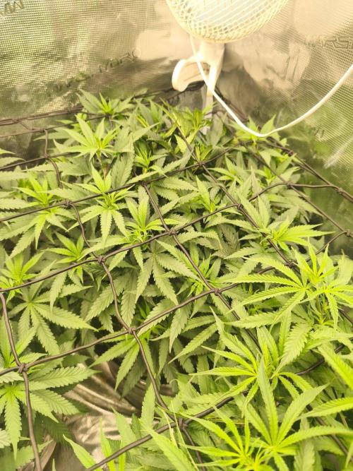Wonder Pie = Wedding Cake x OG Kush. Week 8