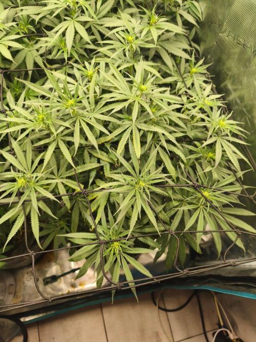 Shishka Lemonade = Air L x Shishkaberry. Week 9