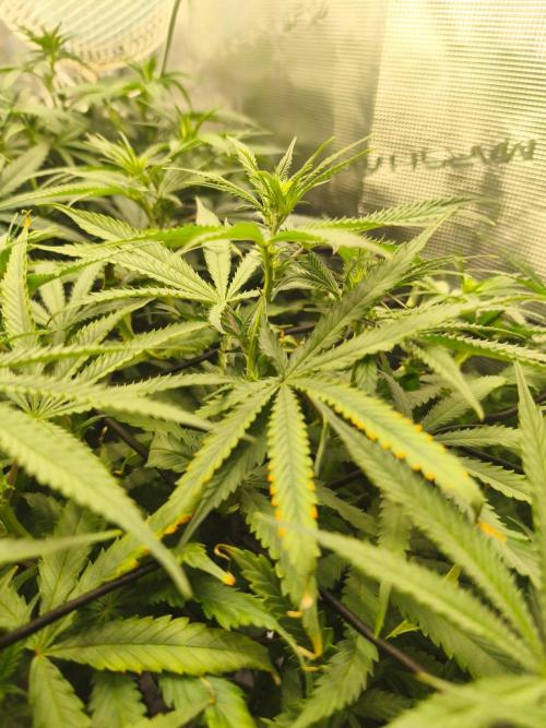 Shishka Lemonade = Air L x Shishkaberry. Week 9