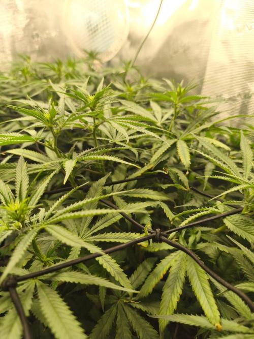 Shishka Lemonade = Air L x Shishkaberry. Week 9