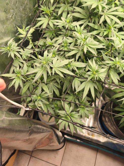 Blue Zushi = Kush Mints x Zkittlez. Week 9