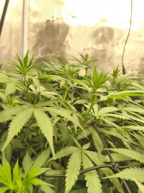 Franco's Lemon Cheese=SLH x ExodusCheese. Week 9