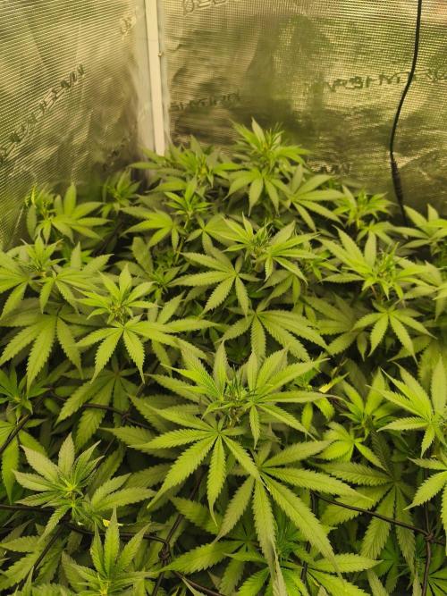 Franco's Lemon Cheese=SLH x ExodusCheese. Week 9