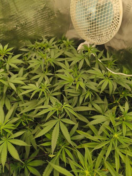 Wonder Pie = Wedding Cake x OG Kush. Week 9