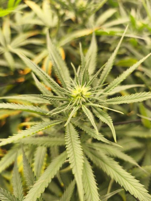 Shishka Lemonade = Air L x Shishkaberry. Week 10