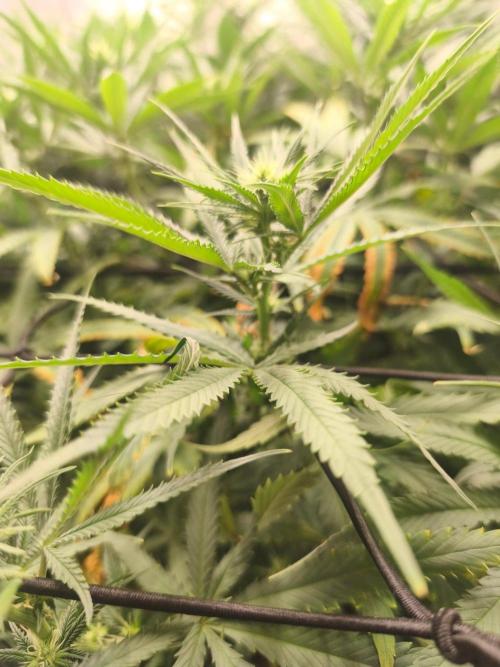 Shishka Lemonade = Air L x Shishkaberry. Week 10
