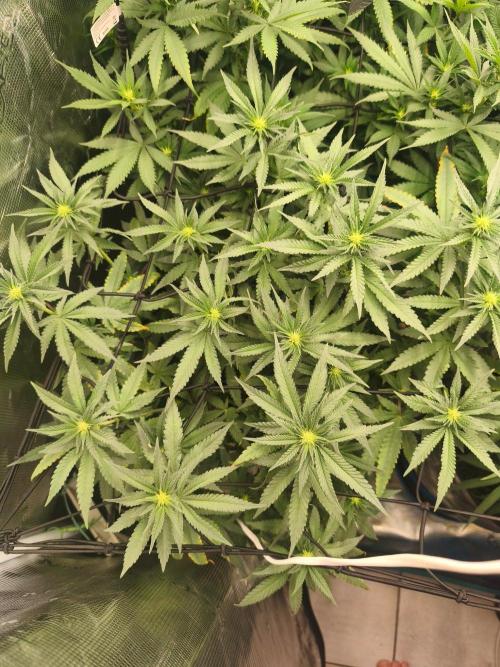 Blue Zushi = Kush Mints x Zkittlez. Week 10