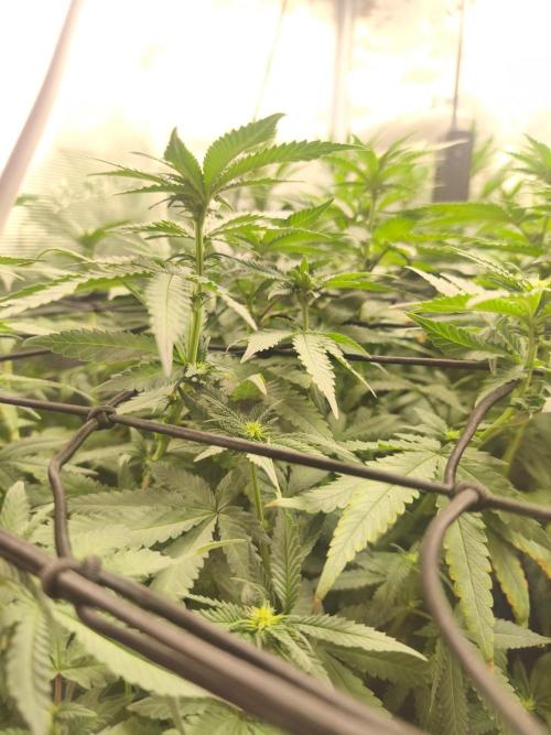Blue Zushi = Kush Mints x Zkittlez. Week 10