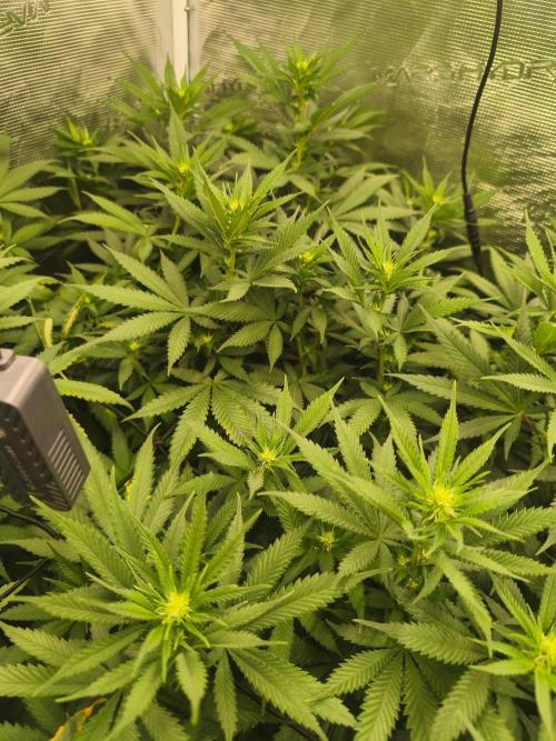 Franco's Lemon Cheese=SLH x ExodusCheese. Week 10
