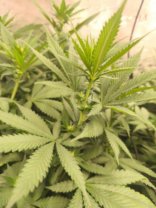 Franco's Lemon Cheese=SLH x ExodusCheese. Week 10