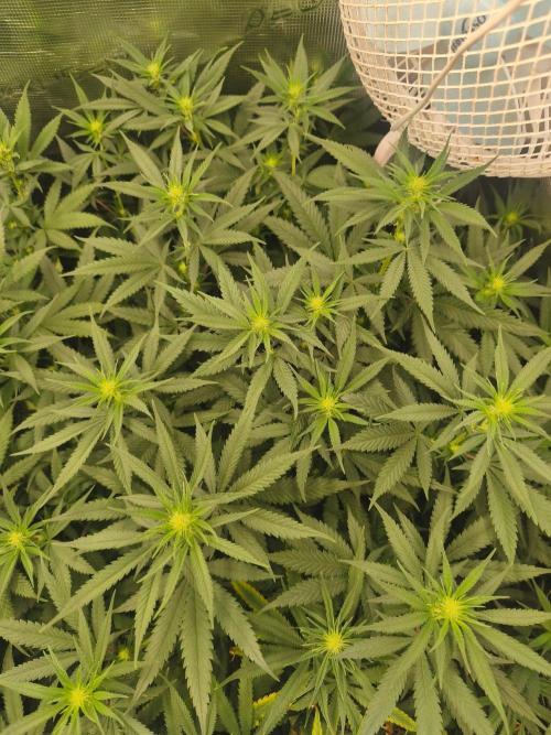 Wonder Pie = Wedding Cake x OG Kush. Week 10