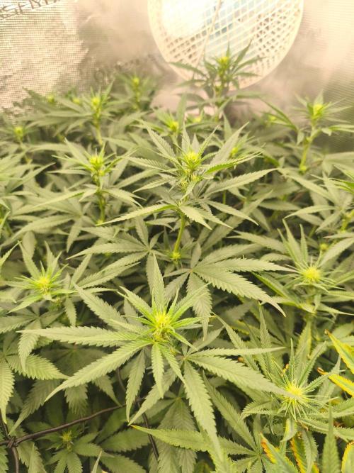 Wonder Pie = Wedding Cake x OG Kush. Week 10
