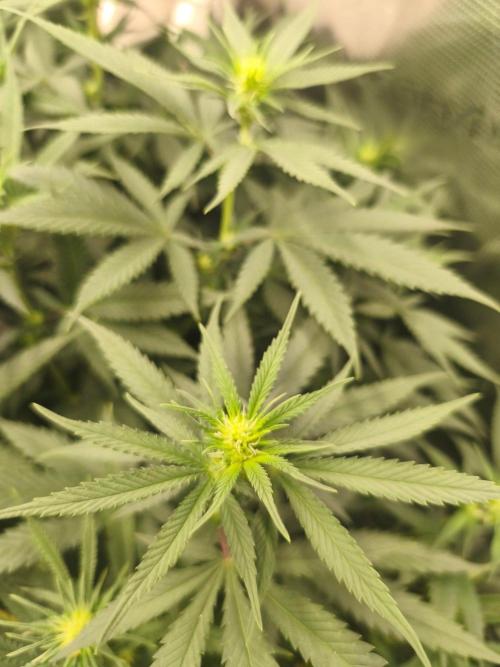 Wonder Pie = Wedding Cake x OG Kush. Week 10