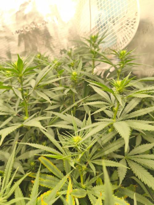 Wonder Pie = Wedding Cake x OG Kush. Week 10