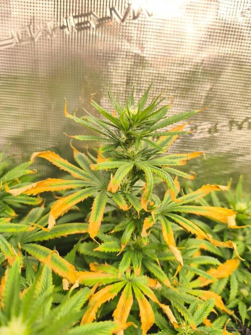 Franco's Lemon Cheese=SLH x ExodusCheese. Week 11