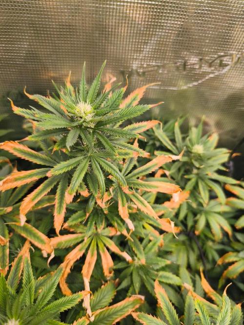 Franco's Lemon Cheese=SLH x ExodusCheese. Week 11
