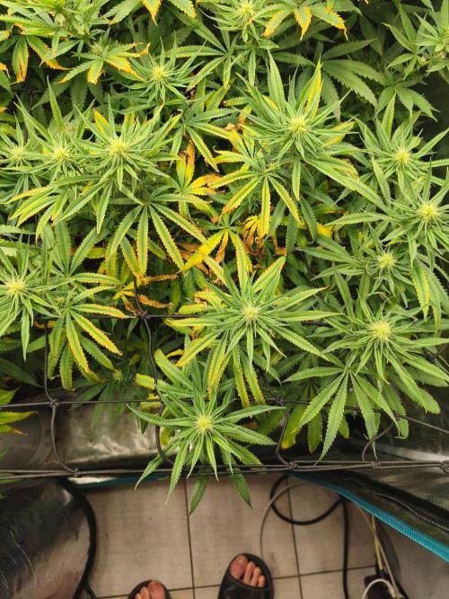 Shishka Lemonade = Air L x Shishkaberry. Week 11