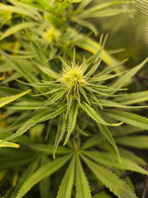 Shishka Lemonade = Air L x Shishkaberry. Week 11