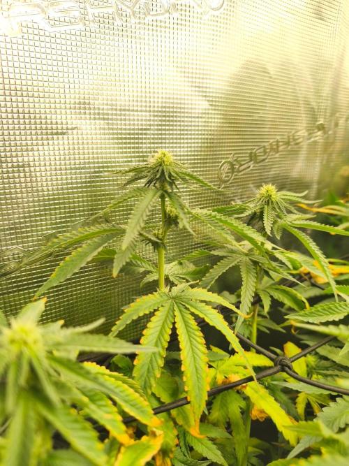 Blue Zushi = Kush Mints x Zkittlez. Week 11