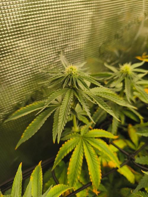 Blue Zushi = Kush Mints x Zkittlez. Week 11