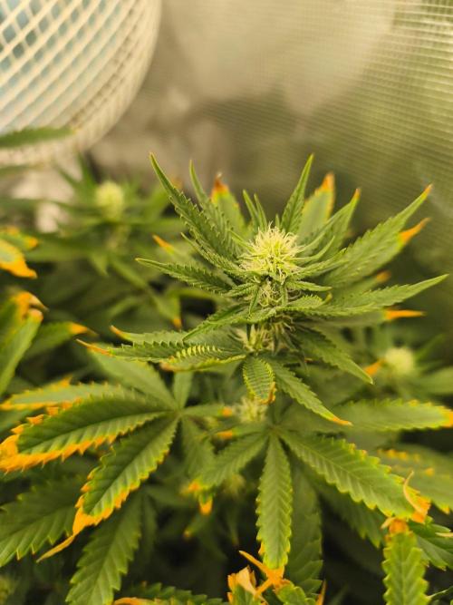Wonder Pie = Wedding Cake x OG Kush. Week 11