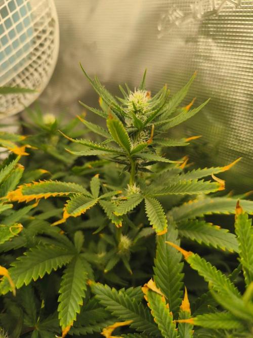 Wonder Pie = Wedding Cake x OG Kush. Week 11