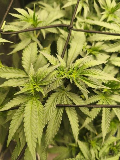 Blue Zushi = Kush Mints x Zkittlez. Week 8